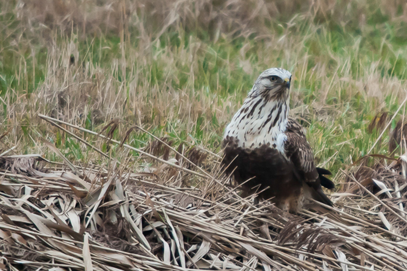 Ruigpootbuizerd